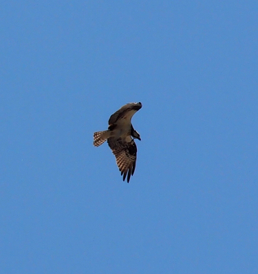 [The brown and white feathers of the osprey are displayed as the bird makes a turn in flight.]